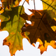 Illustration for article titled Shooting Challenge Fall Leaves Gallery 9